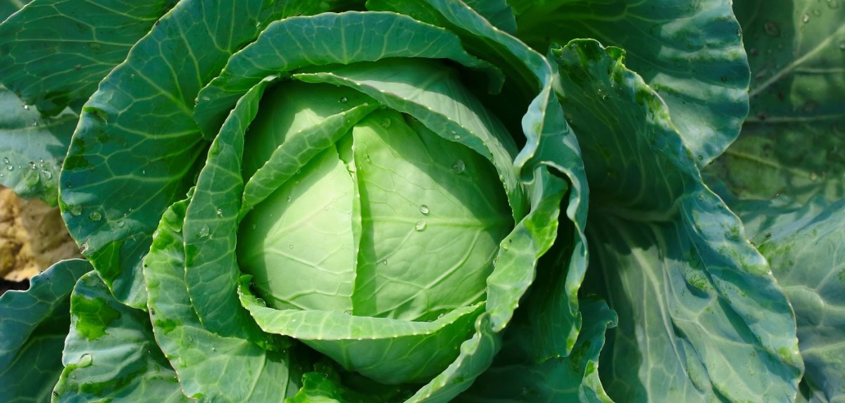 Профилактика, соблюдение правил агротехники избавят овощ от вредителей