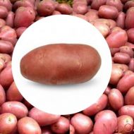 Новый сорт картофеля «Ред Скарлет»: его преимущества и вкусовые качества